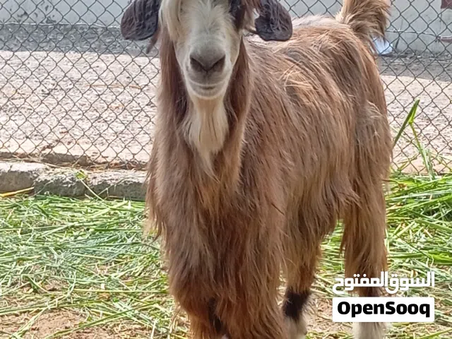 شاه من حلال بني سعيد حجمه ضخم