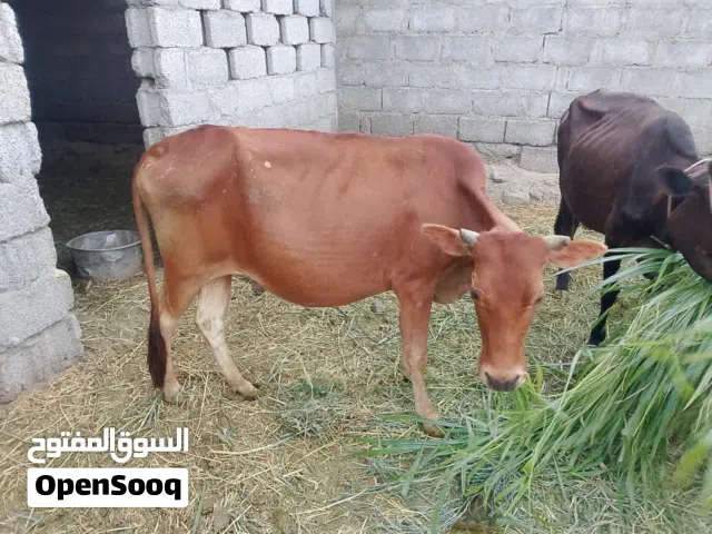 22.6.2026غعهغفف مرحبا فللب