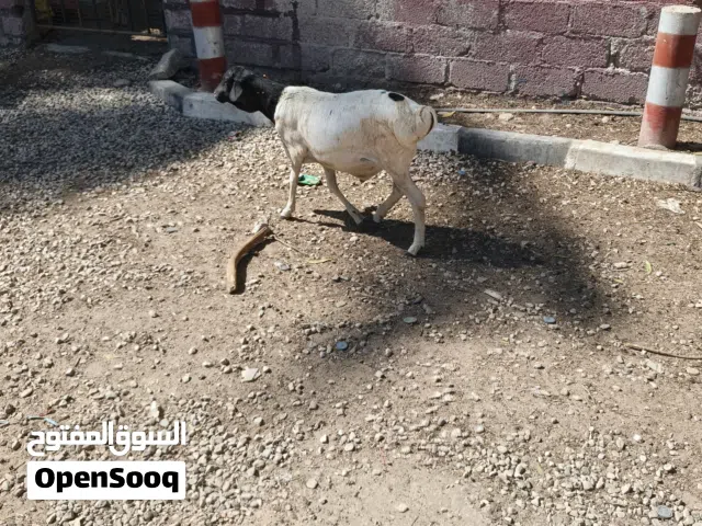 بيع تيوس وكباش الأسعار طيبه تواصلو معنا فقط