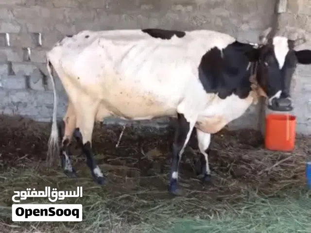 للبيع بقر نمساويات أمورهن طيبه