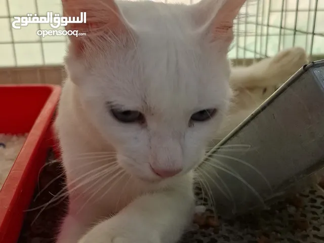 بيع قط شيرازي