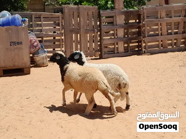 2فطايم وطنيات مشالله عمرهم ف6شهور سليمات من العيوب.