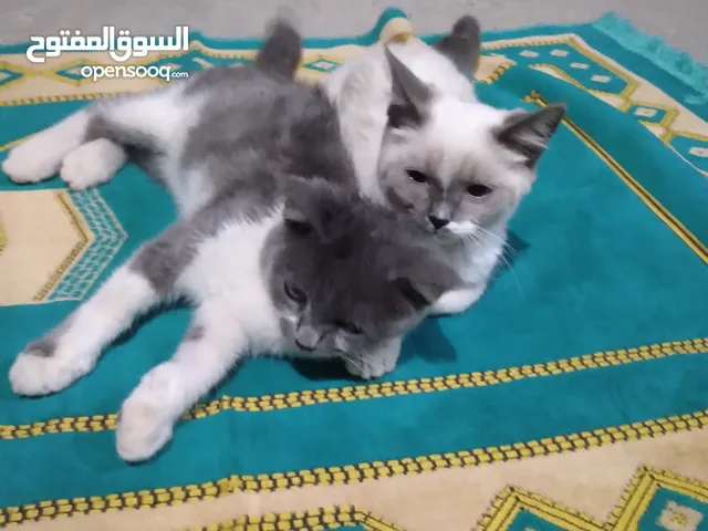 قطط جميلات للبيع