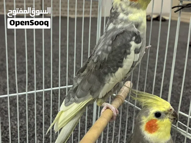 للبيع حبتين كروان