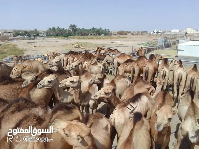 وصول دفعة جديدة من قعدان الجنوب فرصه للمشترين لعيد الاضحى المبارك