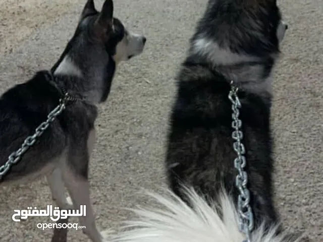 كلاب هاسكي لعوبه وعظم عريض بسعر طري