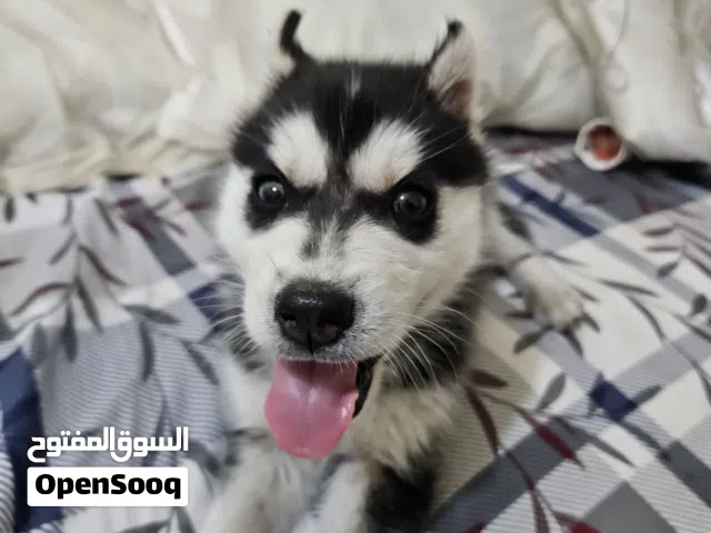 جرو هاسكي عمره 55 يوم لطيف جدا ولعوب وهادي