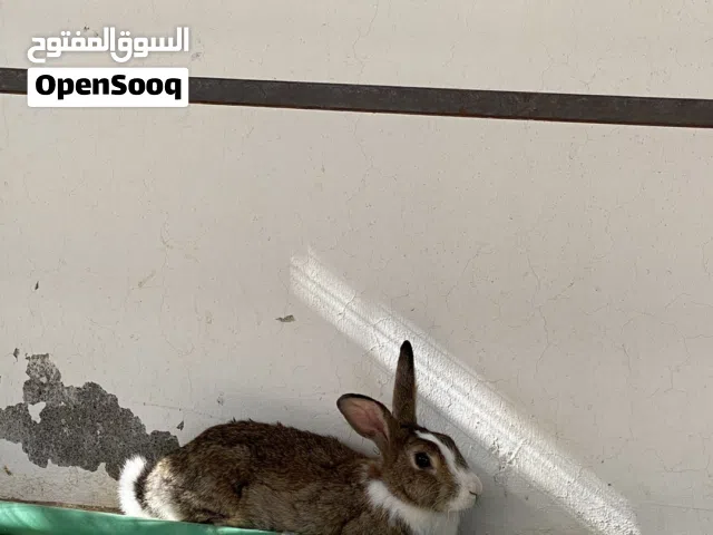 للبيع أرنب انثى عمانيه مع أولادها خمسة