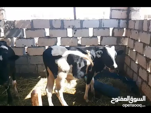 بيع عجلات من ابقار الدار