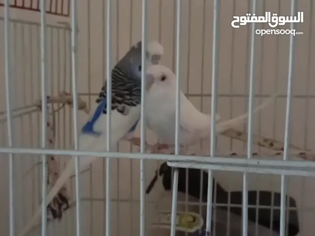 طيور الحب للبيع بالقفص مع الاكل على السوم حي الاثير الدمام
