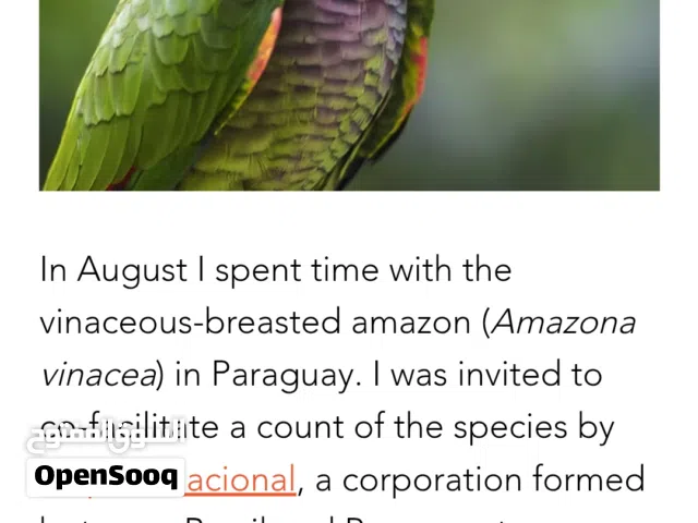 Amazon vinnacia parrot