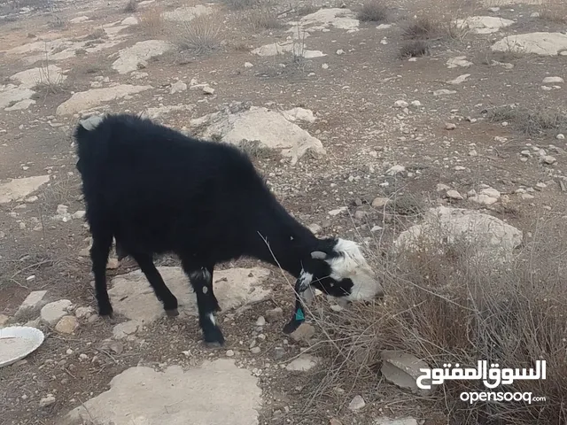 ماعز لحم للبيع