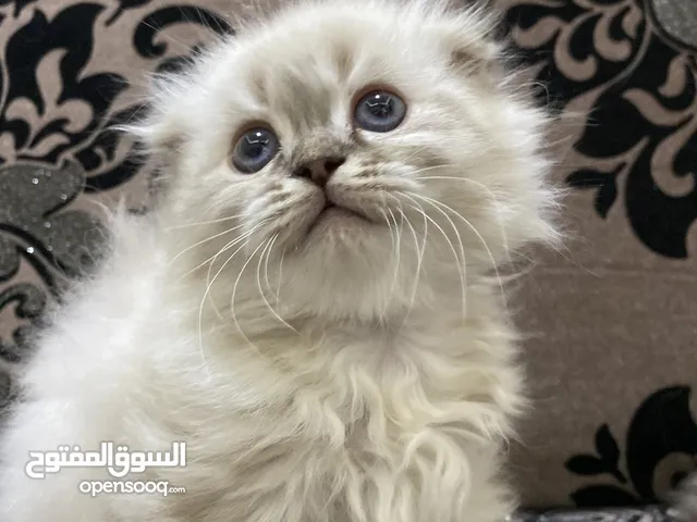 قطط سكوتش فولد