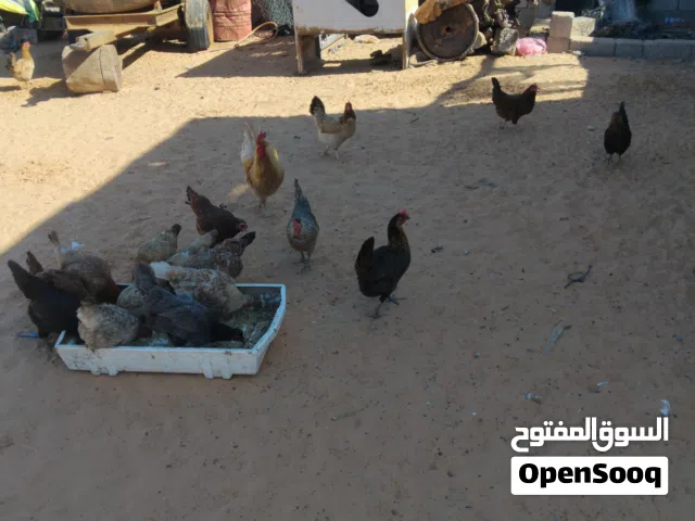 دجاج للبيع