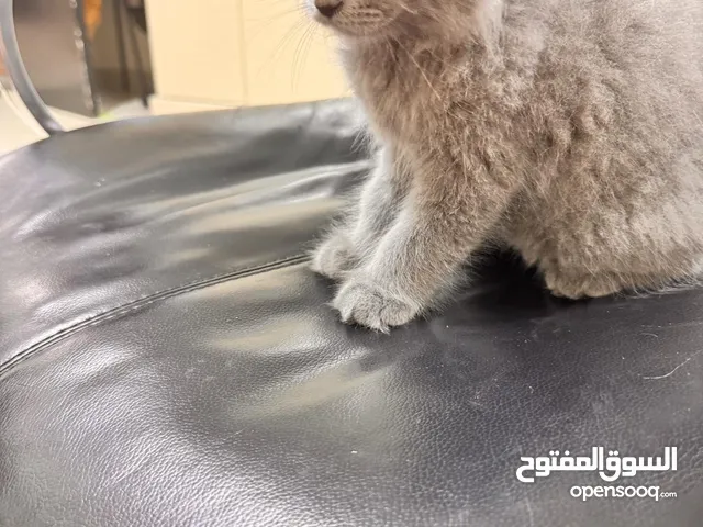 free cat in hooora