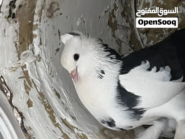 للبيع أنواع الحمام مدينه بالحبه ولا الجمله