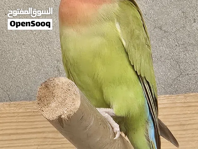 أنثى روز منتجة (جرين فوشر / وجه أحمر)