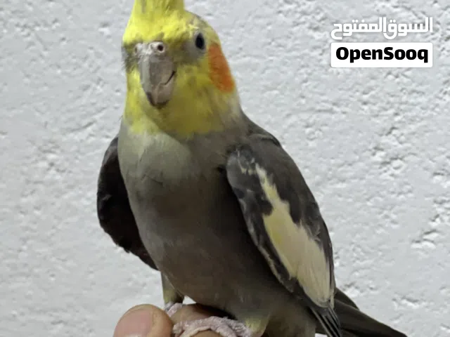 كوكتيل فحل حبشي ستوه طايح