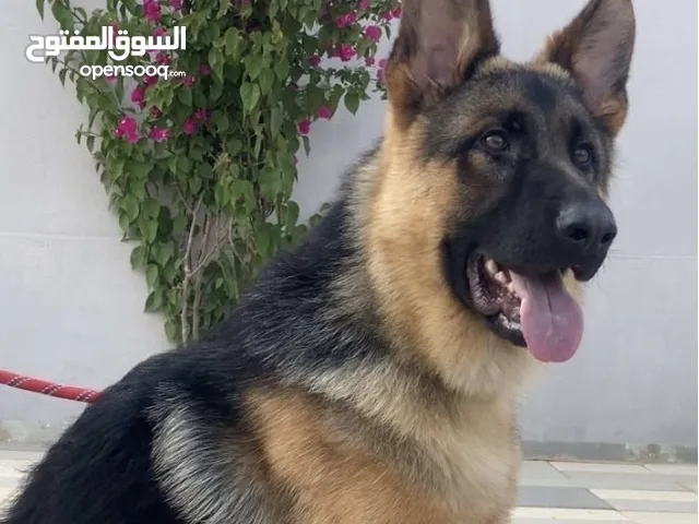 للبيع كلبه جيرمن العمر سنه
