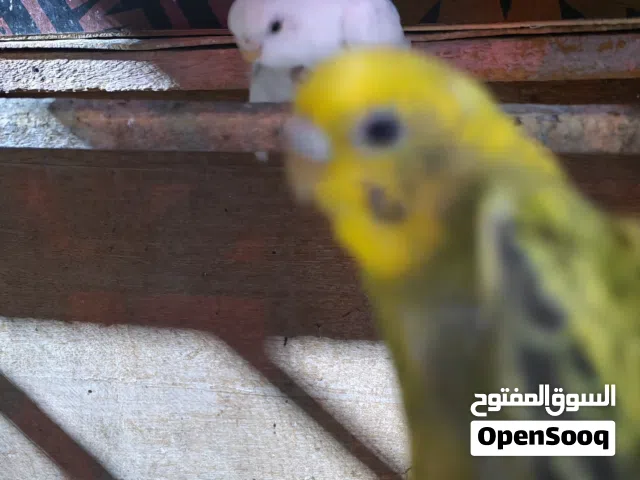 طيور حب مع القفص بسعر مناسب جداً