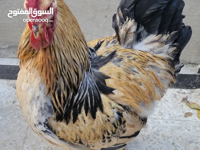 ديوك براهمي البزره الاصليه ديوك بالصلاه على النبي شغاله 100 بل 100