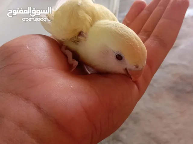 طيور للبيع بركاديلوا للترويض اتنان الله ابارك