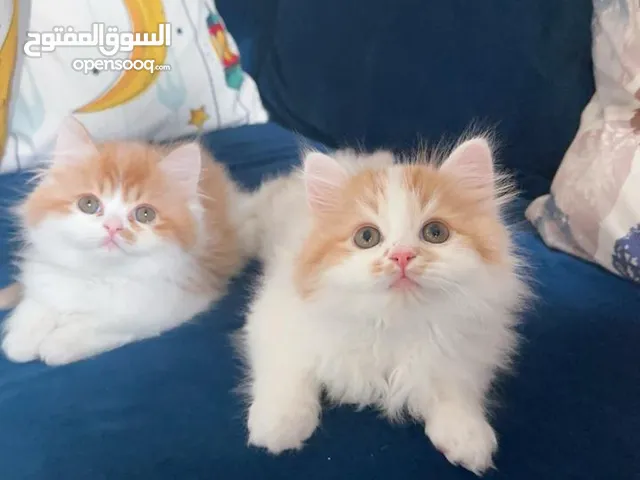 pure breed moonface shirazi 1 male and 1 female kitten