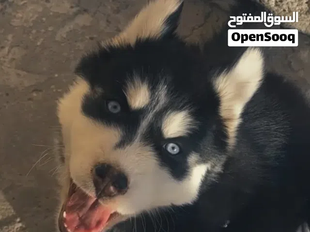 هاسكي للبيع