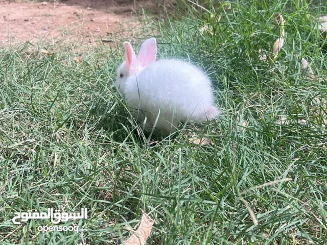 أرنب هولندي لتربية داخل المنزل