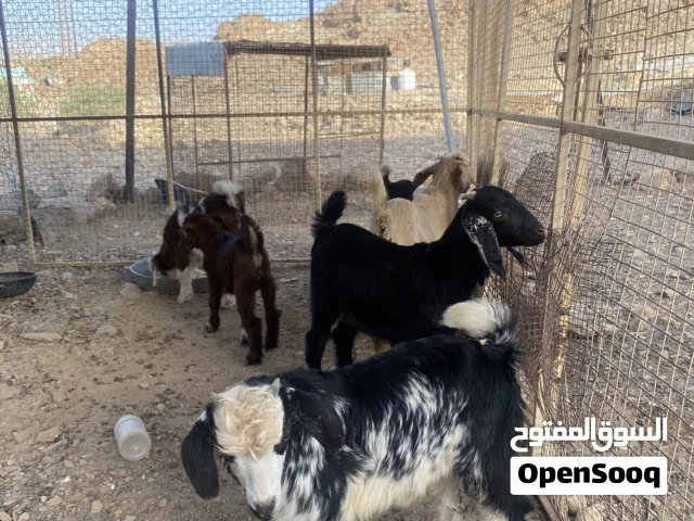 جدايه للبيع