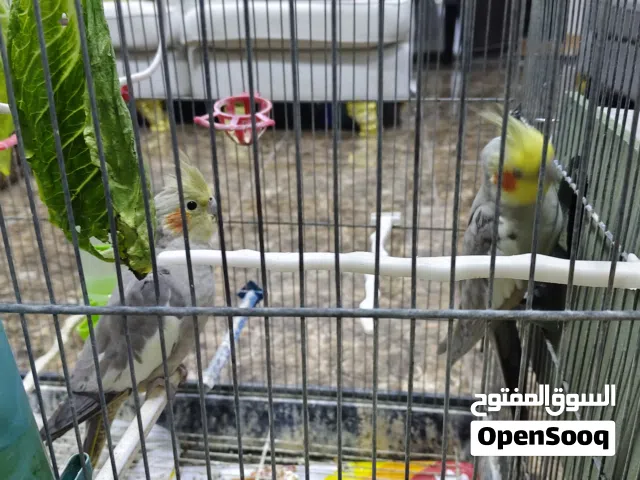 طيور كوكتيل حبشي شغلات