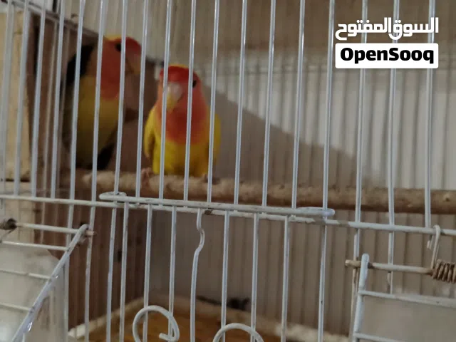زوج روز لاتيني عيون حمراء