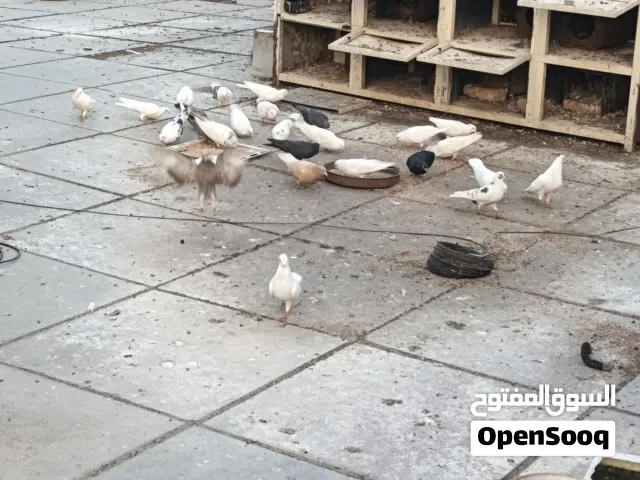 حمام لوت بيض