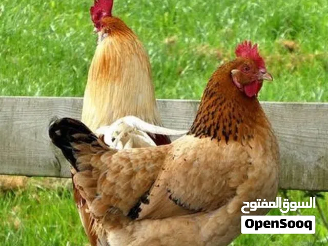 مطلوب جاج بلدي مرتب داخل جرش كميه