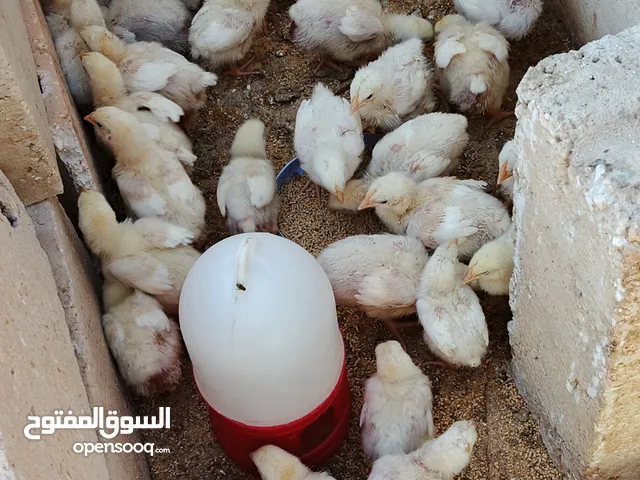 صوص لاحم عدد 145 تقرياً 38عمر 22يوم و65 عمر 13 يوم و42عمر 10ايام
