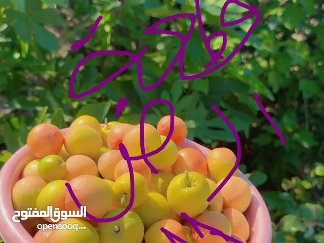 1 Bedroom Farms for Sale in Basra Karmat Ali