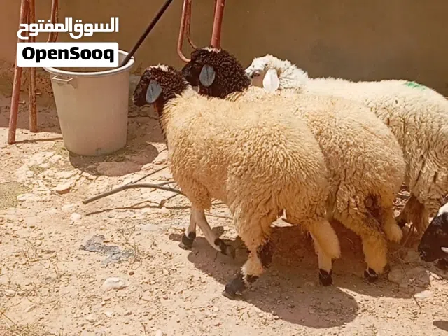 3فطايم العمر 7 الى8 شهور