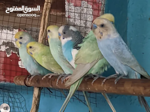 طيور العشاق الكناري