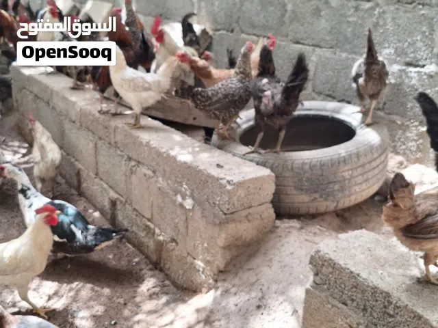 دجاج عماني اقرا الوصف
