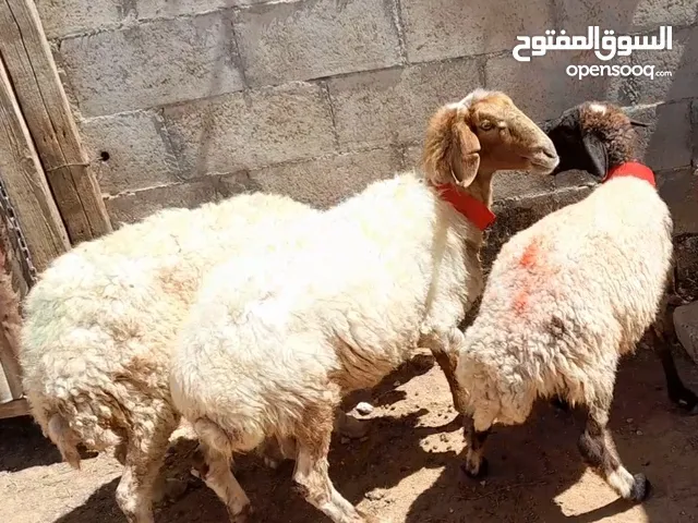 عقائق ذبائح نذر بلدي السن نظيف للبيع