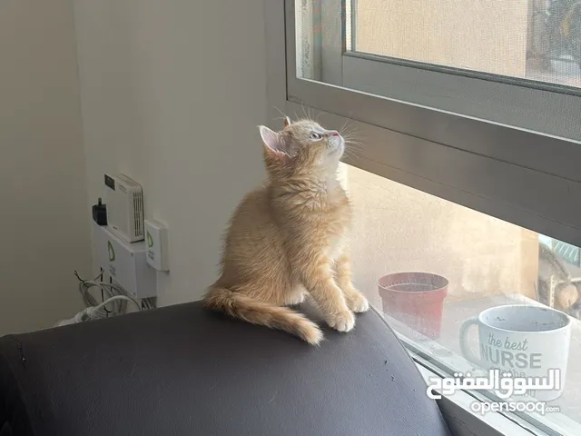 Male kitten