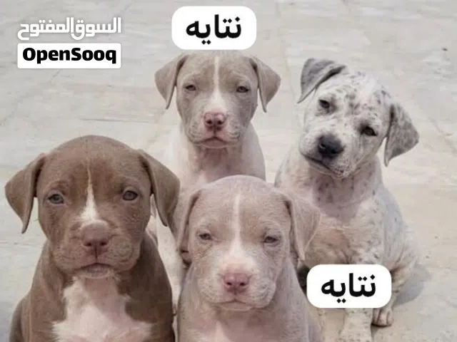 بيتبول بيور