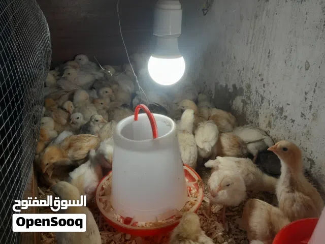 صيصان لوهمن وبلدي للبيع