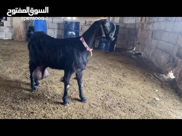بسم الله ماشاءالله تبارك الرحمن عنزه شميه من الطيراز الاول وراها جدي اسطوره عنزه حليب مكفوله كفاله