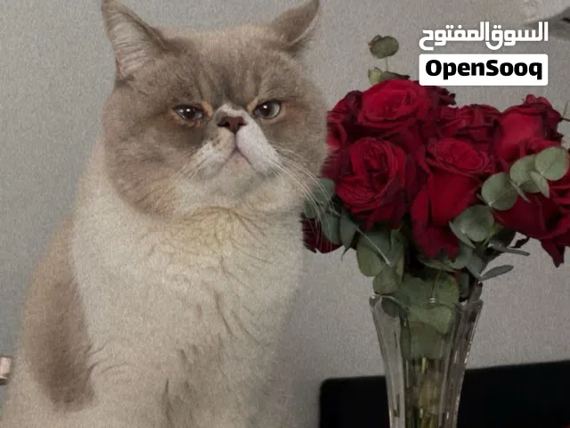 قط للبيع ذكر عمره سنتين