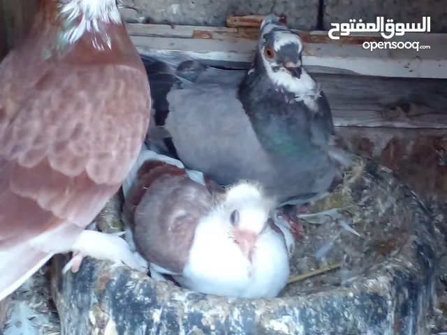 جوزين مقطوم مصري