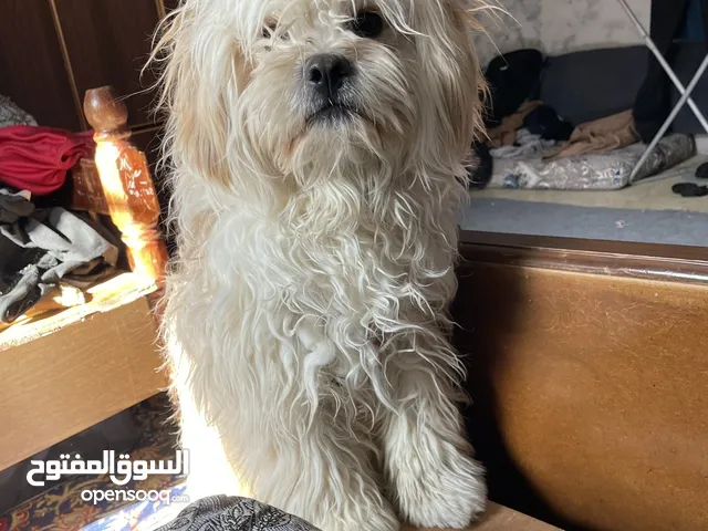 كلب فرنسي حجم وسط نضيف وكتير مرح وبحب يلعب مع الكل وبحب الكل