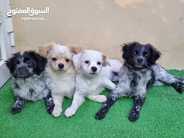 Cute puppies available