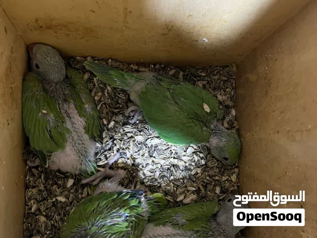 للبيع متاتو خضران انتاج البحرين صحتهم ممتازه السعر 17 لاسر متصل
