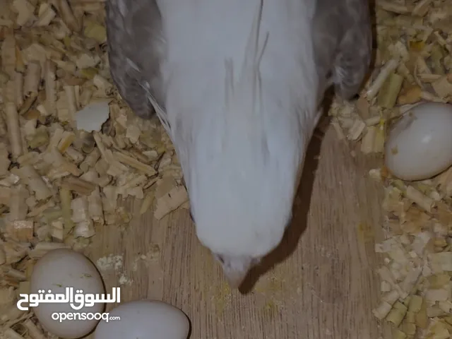 زوز كوبيات كوكتيل